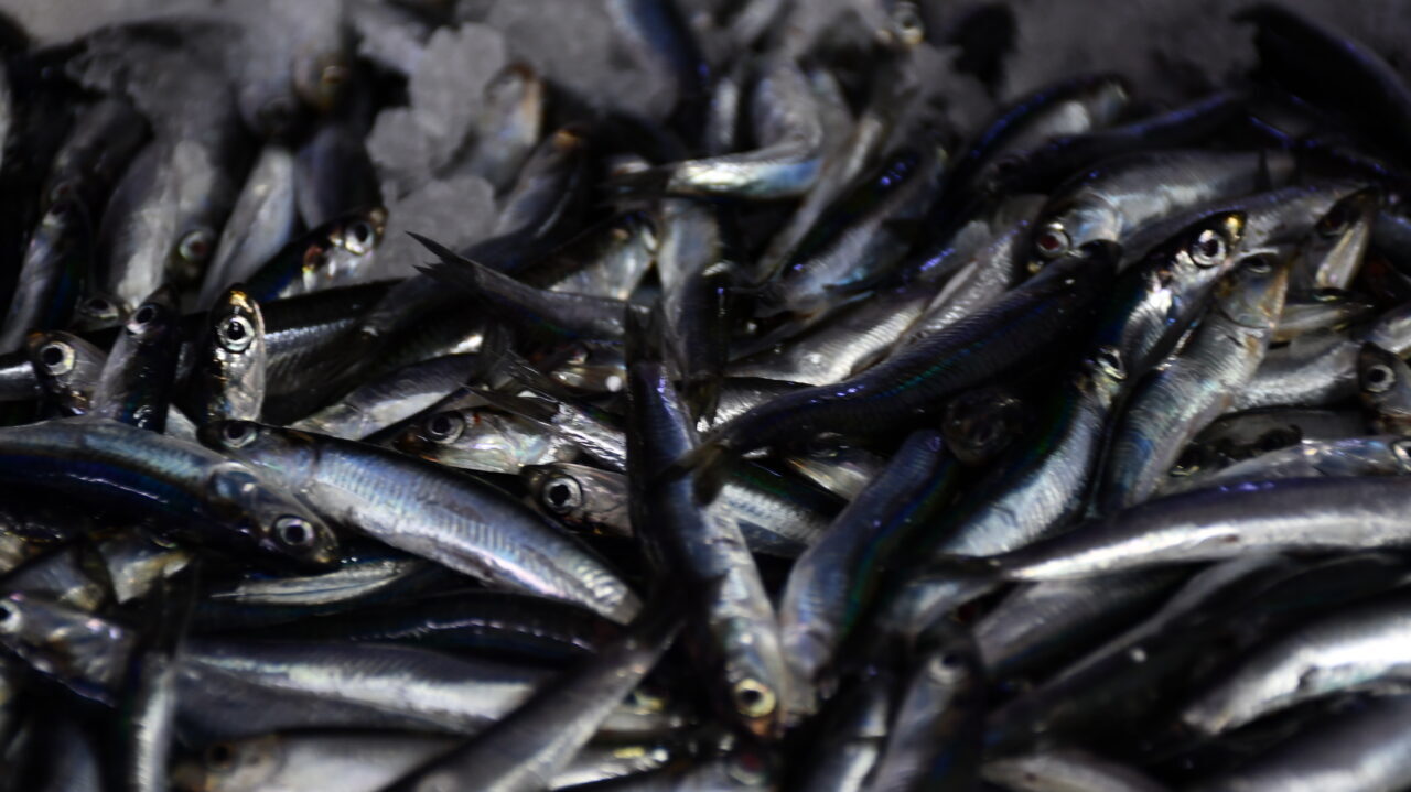 Düzce'nin Akçakoca ilçesinde balıkçılar, kıyıya bol miktarda hamsiyle döndü.