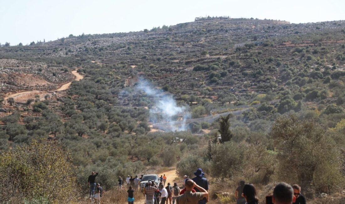 Filistin topraklarını gasbeden İsrailliler, işgal altındaki Batı Şeria'da zeytin hasadı