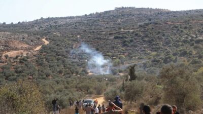 Filistin topraklarını gasbeden İsrailliler, işgal altındaki Batı Şeria'da zeytin hasadı