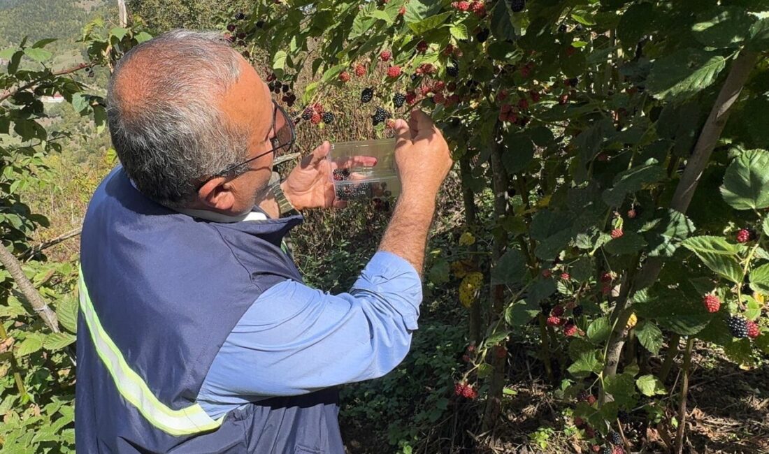  Giresun'un Dereli ilçesinde üreticilere ek gelir kaynağı olması için oluşturulan
