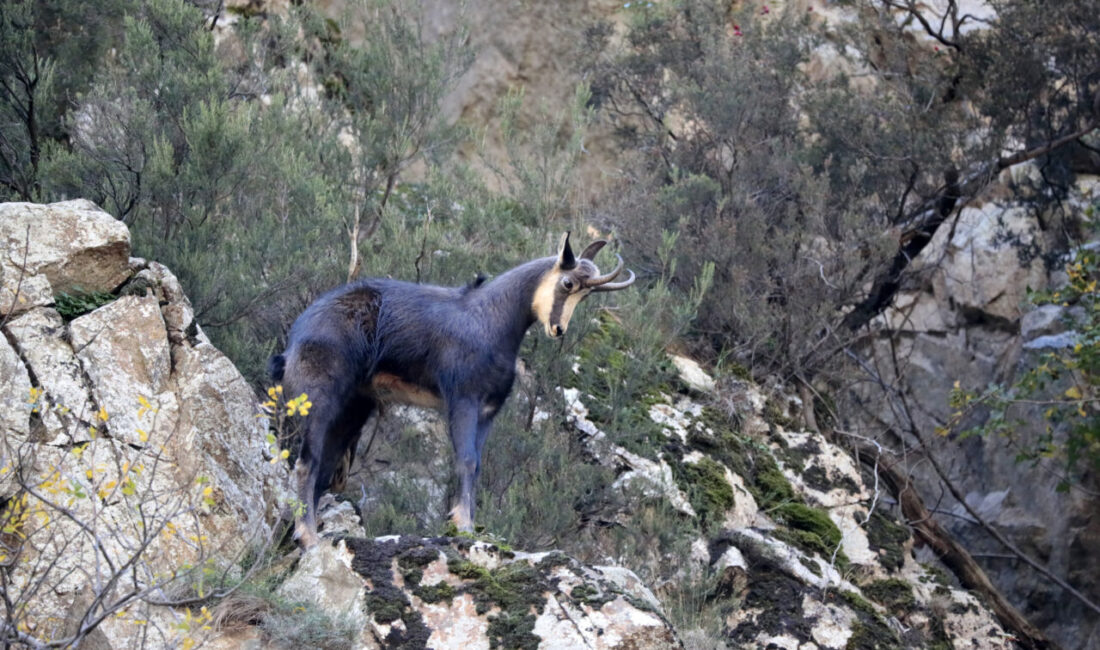 Gümüşhane'de, koruma altındaki çengel boynuzlu dağ keçileri görüntülendi.