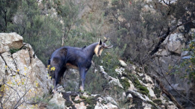 Gümüşhane'de, koruma altındaki çengel boynuzlu dağ keçileri görüntülendi.