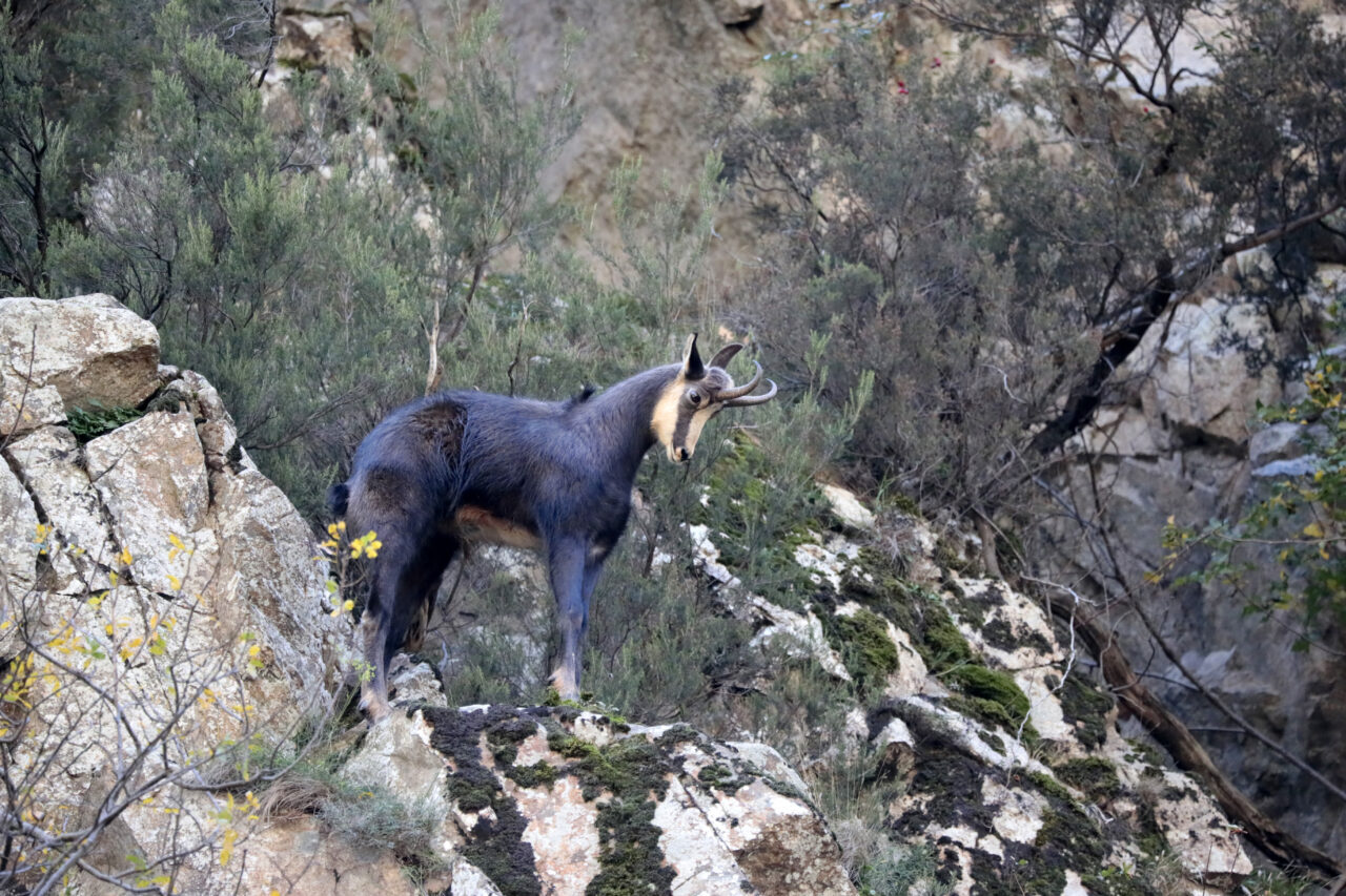 Gümüşhane'de, koruma altındaki çengel boynuzlu dağ keçileri görüntülendi.
