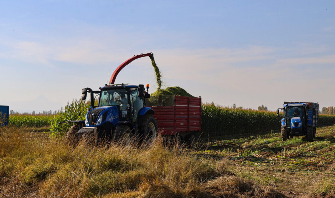 Iğdır'ın verimli tarım ovalarına ekilen silajlık mısır hasat ediliyor.