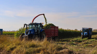 Iğdır'ın verimli tarım ovalarına ekilen silajlık mısır hasat ediliyor.