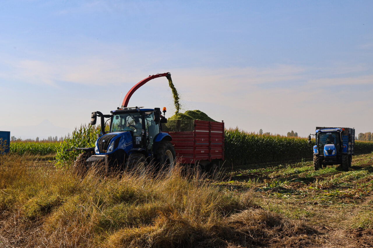 Iğdır'ın verimli tarım ovalarına ekilen silajlık mısır hasat ediliyor.
