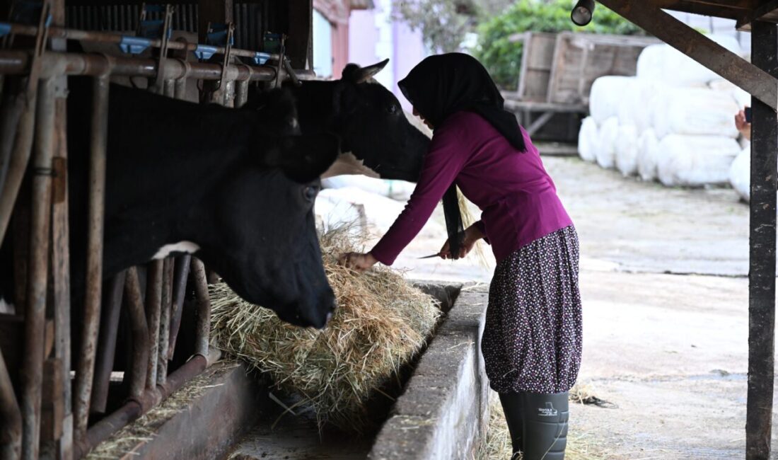 Düzce'de evinin süt ihtiyacını karşılamak için aldığı inekle hayvancılığa adım