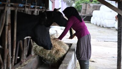 Düzce'de evinin süt ihtiyacını karşılamak için aldığı inekle hayvancılığa adım
