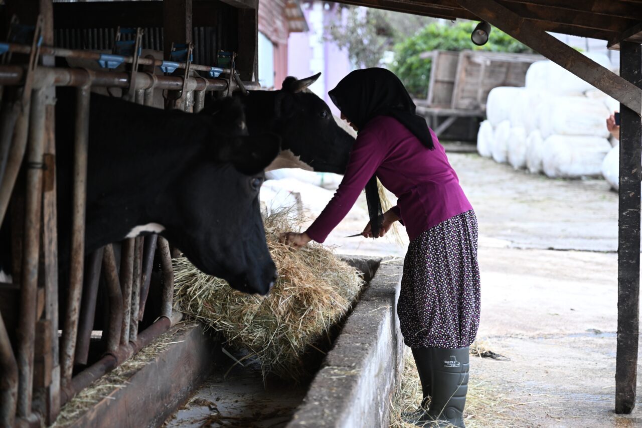 Düzce'de evinin süt ihtiyacını karşılamak için aldığı inekle hayvancılığa adım