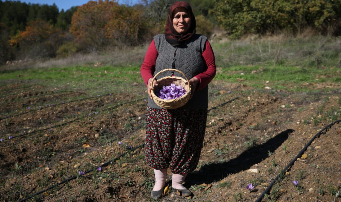 Türkiye'de ağırlıklı olarak Karabük'ün Safranbolu ilçesinde yetiştirilen ve "mucize bitki"