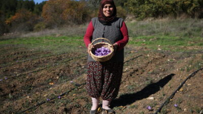  Türkiye'de ağırlıklı olarak Karabük'ün Safranbolu ilçesinde yetiştirilen ve "mucize bitki"