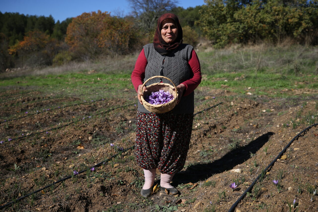  Türkiye'de ağırlıklı olarak Karabük'ün Safranbolu ilçesinde yetiştirilen ve "mucize bitki"