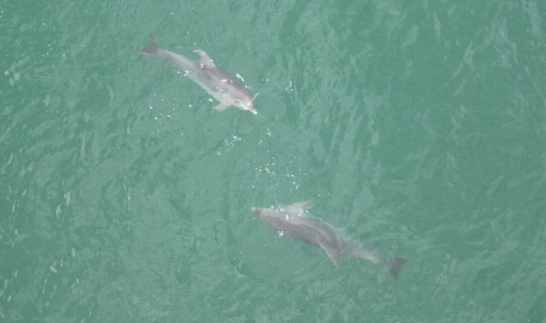 Düzce'nin Karadeniz'e kıyısı olan tek ilçesi Akçakoca açıklarında su yüzeyine