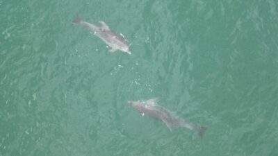 Düzce'nin Karadeniz'e kıyısı olan tek ilçesi Akçakoca açıklarında su yüzeyine