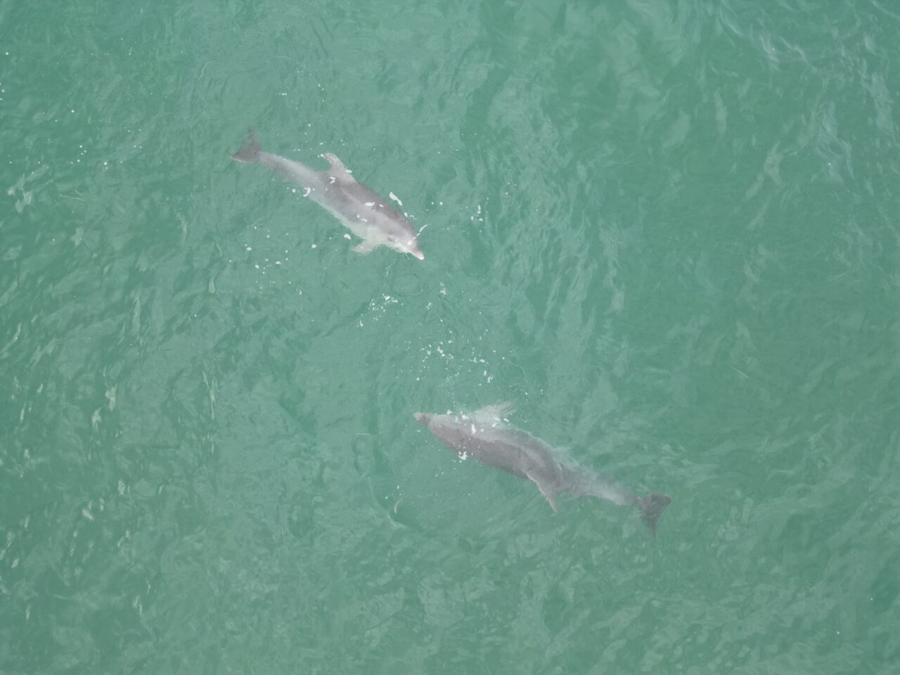 Düzce'nin Karadeniz'e kıyısı olan tek ilçesi Akçakoca açıklarında su yüzeyine