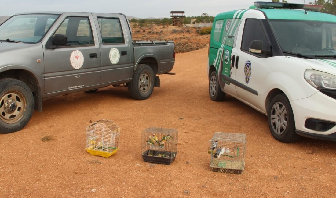 Kırşehir'de bir depoda koruma altındaki türlerden olduğu belirlenen 66 kuş