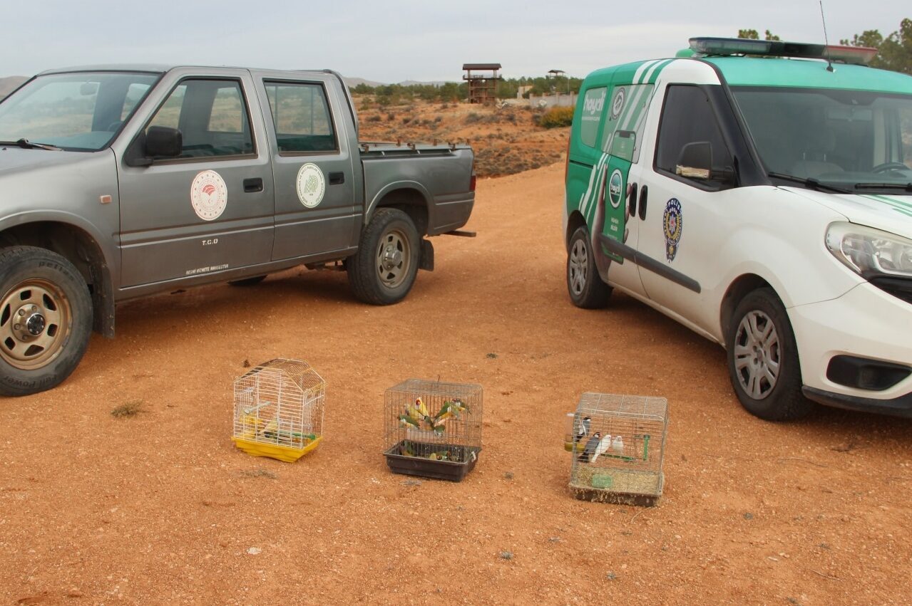 Kırşehir'de bir depoda koruma altındaki türlerden olduğu belirlenen 66 kuş