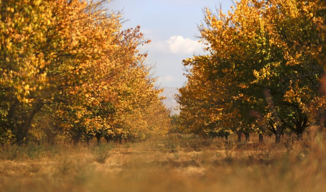 "Dünyanın kayısı başkenti" olarak anılan Malatya'da kayısı bahçeleri, sonbaharın renkleriyle