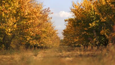 "Dünyanın kayısı başkenti" olarak anılan Malatya'da kayısı bahçeleri, sonbaharın renkleriyle