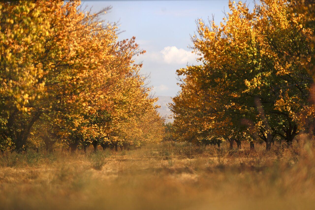 "Dünyanın kayısı başkenti" olarak anılan Malatya'da kayısı bahçeleri, sonbaharın renkleriyle