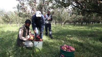 Muş'ta 4 bin 500 dönüm alanda yetiştirilen ve hasadına başlanan