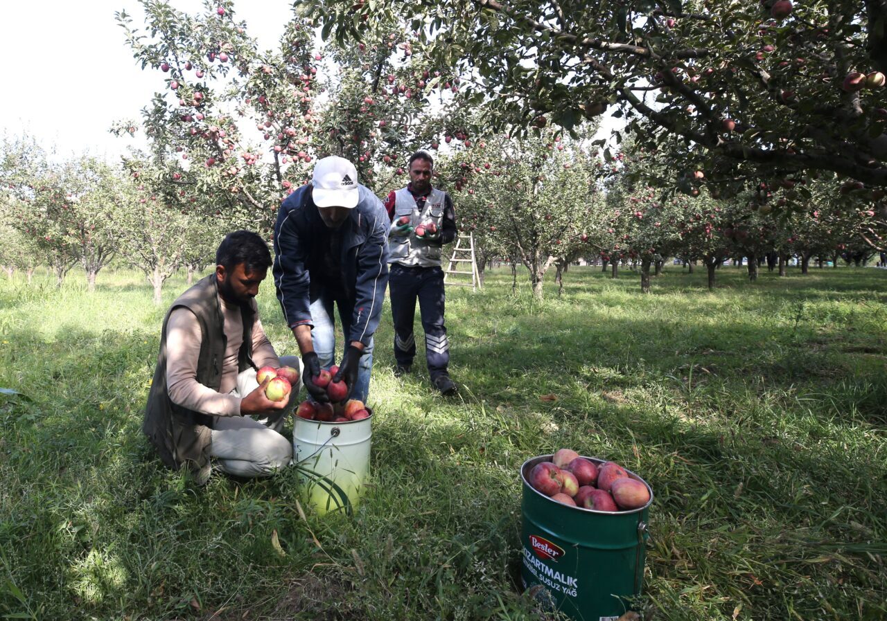 Muş'ta 4 bin 500 dönüm alanda yetiştirilen ve hasadına başlanan