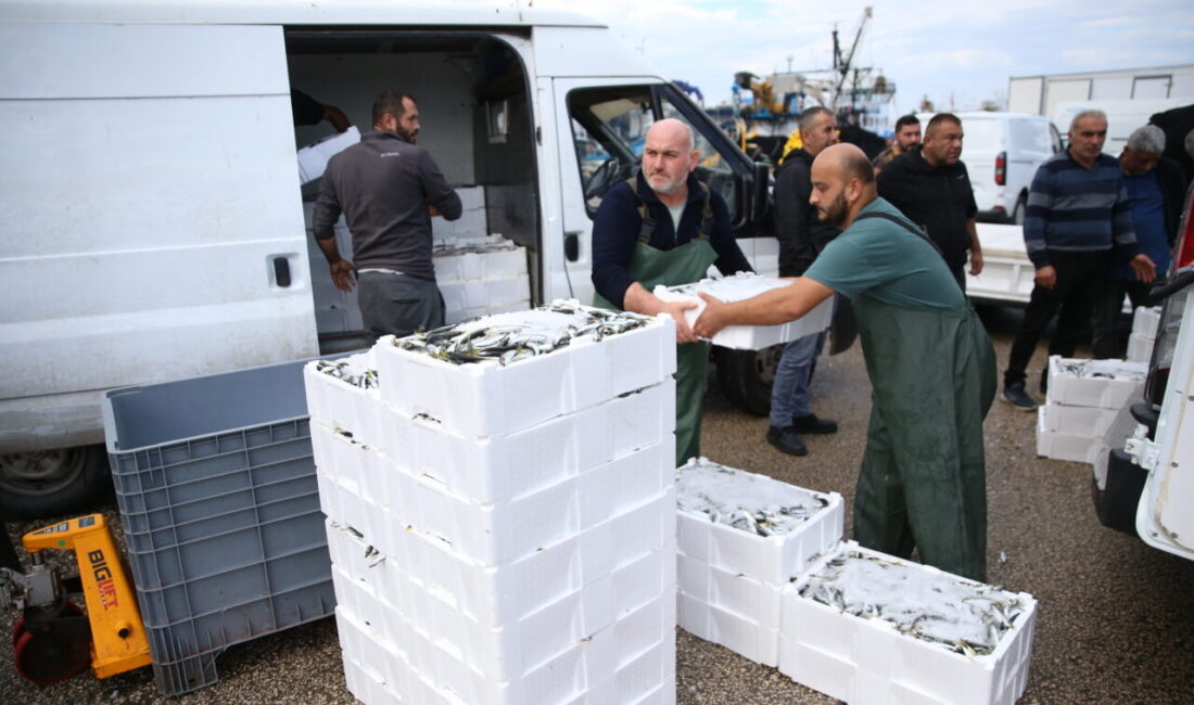 Ordulu balıkçılar, sabah saatlerinde açıldıkları Karadeniz'den bol miktarda istavrit avlayarak