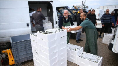 Ordulu balıkçılar, sabah saatlerinde açıldıkları Karadeniz'den bol miktarda istavrit avlayarak