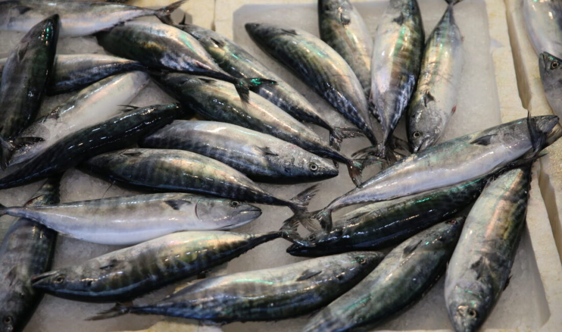 Ordu'da son günlerde hamsinin yanı sıra avlanan palamudun tanesi 150