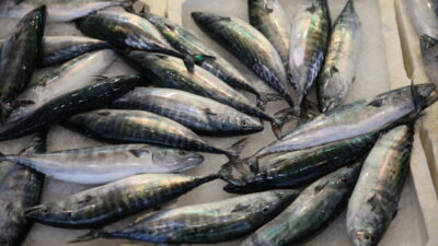 Ordu'da son günlerde hamsinin yanı sıra avlanan palamudun tanesi 150