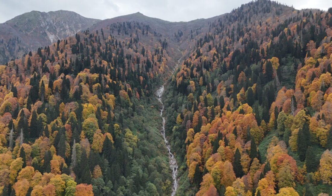 Rize'nin Çamlıhemşin ilçesine bağlı Ayder Yaylası sonbahar renklerine büründü.