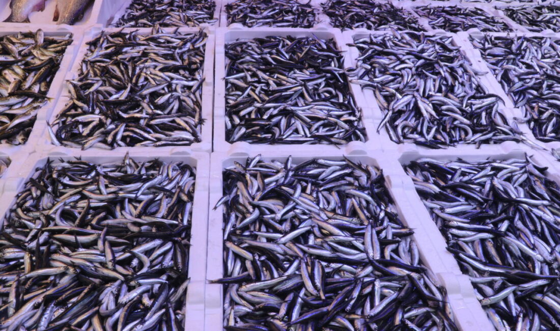  Rize'de hamsinin kilogramı 100 liradan satışa sunuldu.