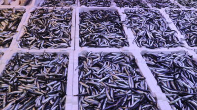  Rize'de hamsinin kilogramı 100 liradan satışa sunuldu.