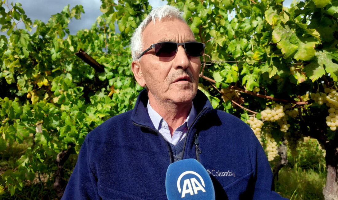  Sakarya'nın Pamukova ilçesinde üzüm üreticileri, hırsızlık olaylarına karşı jandarma ekipleriyle