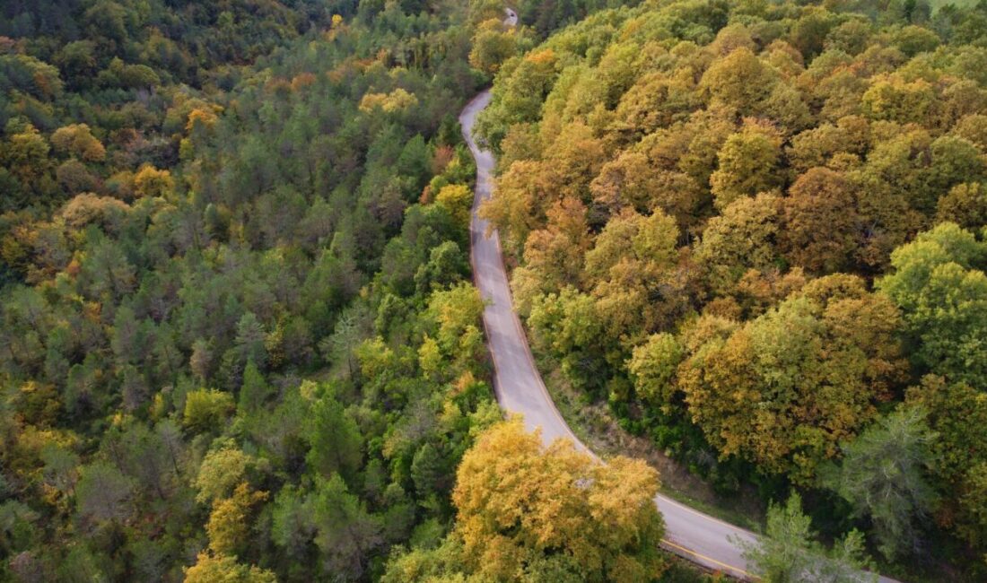 Sinop'un Ayancık ilçesindeki gür ormanlarda sonbahar güzelliği yaşanıyor.