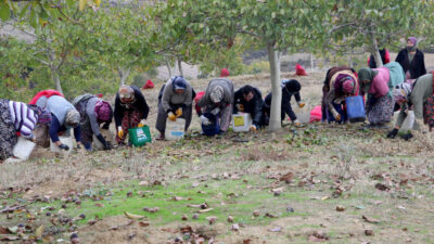 Tekirdağ'da, bozuk orman arazilerinde yetiştirilen cevizlerin hasadına başlandı.