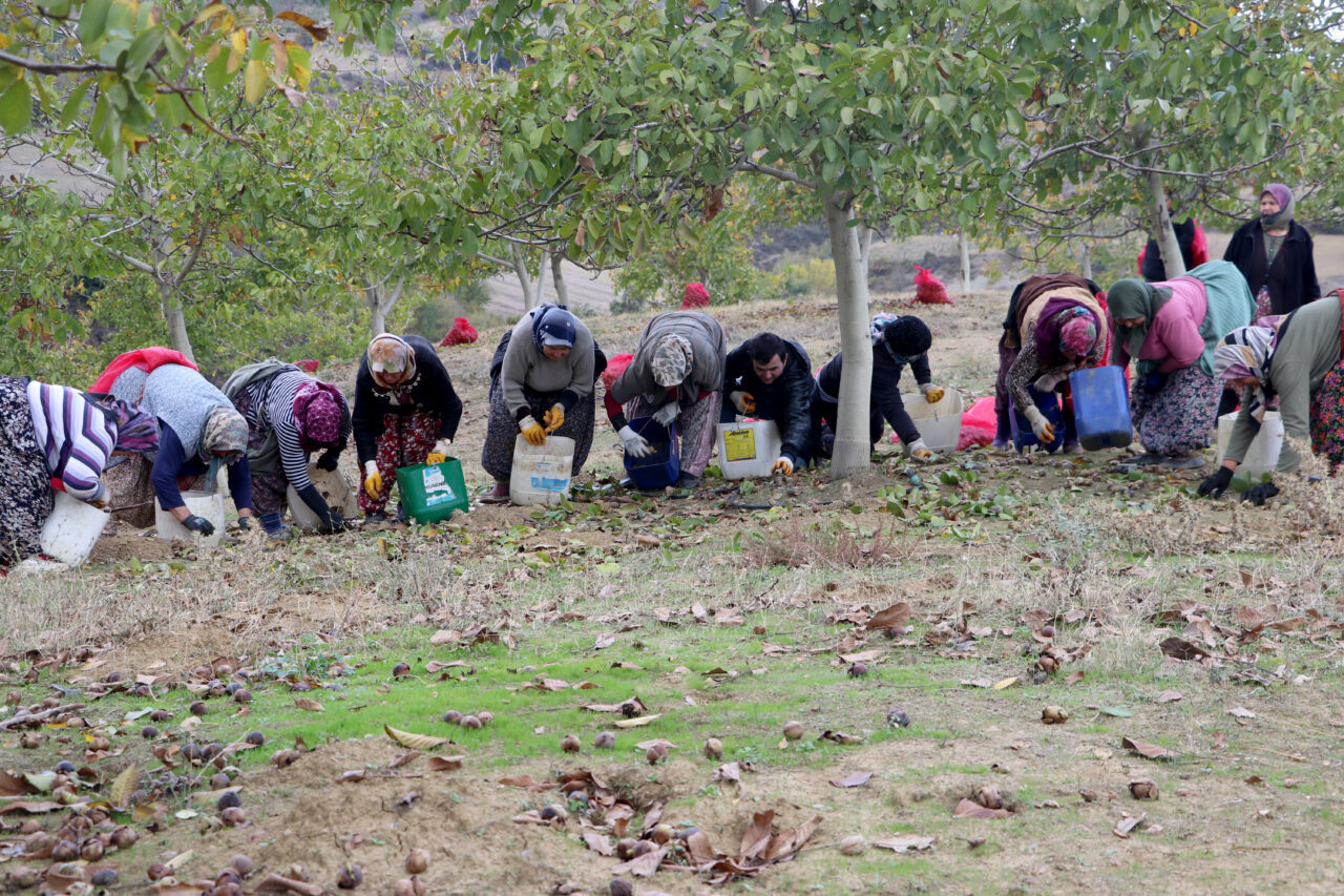 Tekirdağ'da, bozuk orman arazilerinde yetiştirilen cevizlerin hasadına başlandı.