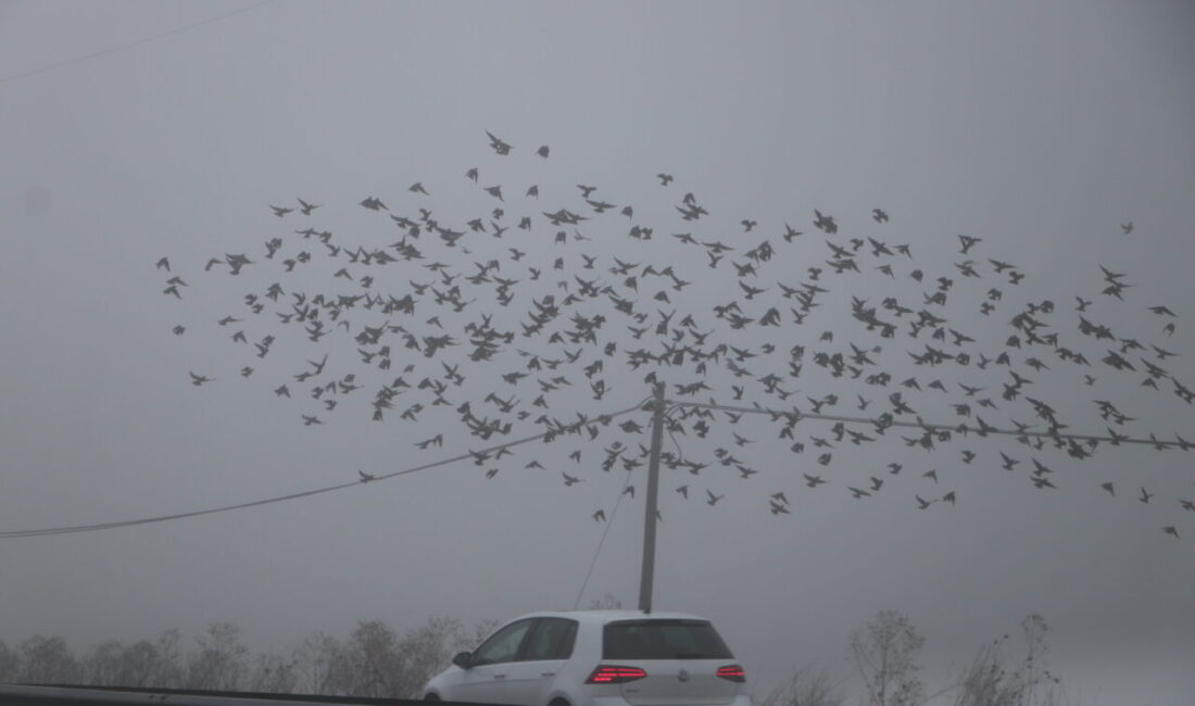  Edirne, Kırklareli ve Tekirdağ'da yoğun sis yaşamı olumsuz etkiledi.