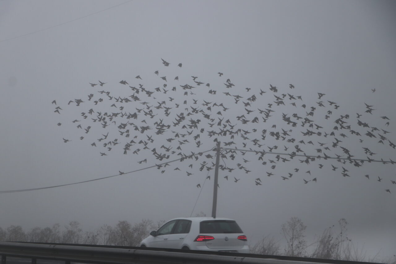  Edirne, Kırklareli ve Tekirdağ'da yoğun sis yaşamı olumsuz etkiledi.