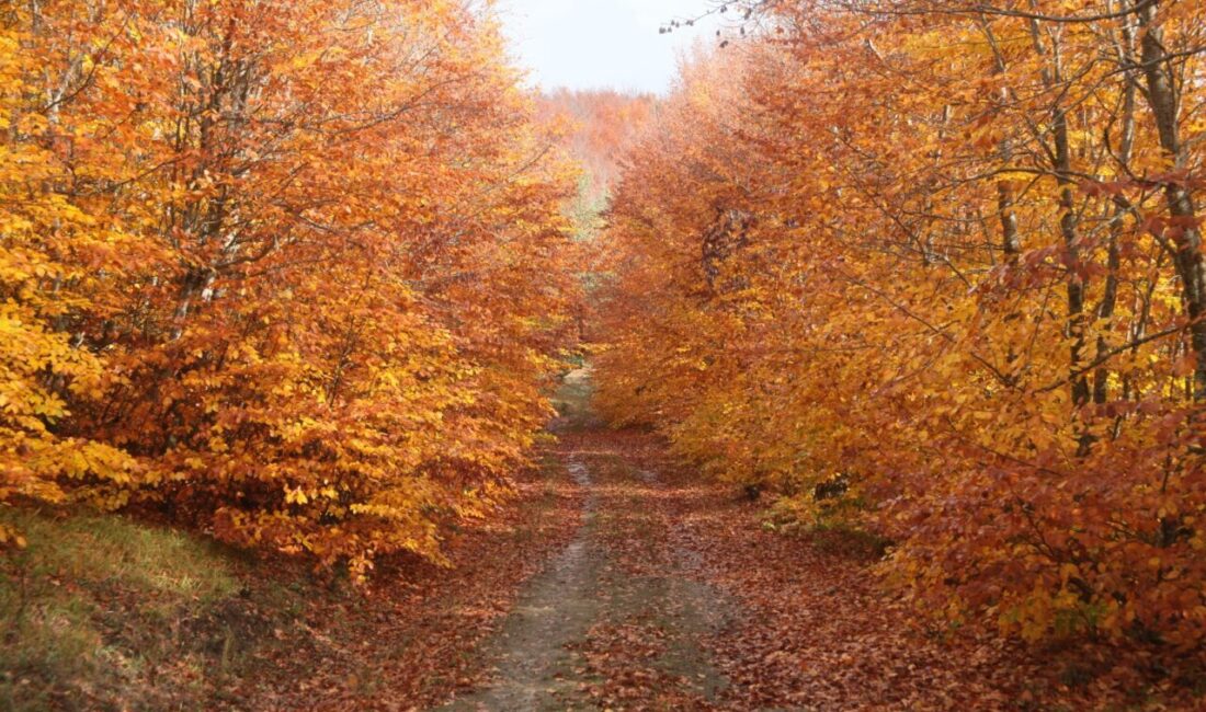 Amasya'nın Gümüşhacıköy ilçesinde yer alan İnegöl Dağları, sonbaharın gelmesiyle ziyaretçilerini