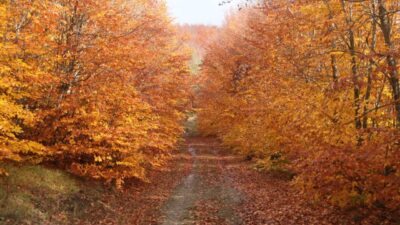 Amasya'nın Gümüşhacıköy ilçesinde yer alan İnegöl Dağları, sonbaharın gelmesiyle ziyaretçilerini