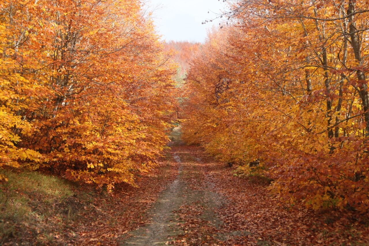 Amasya'nın Gümüşhacıköy ilçesinde yer alan İnegöl Dağları, sonbaharın gelmesiyle ziyaretçilerini