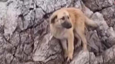 Ankara’nın Çamlıdere ilçesinde Çamlıdere Barajı’nda kayalıklarda mahsur kalan köpek, balık