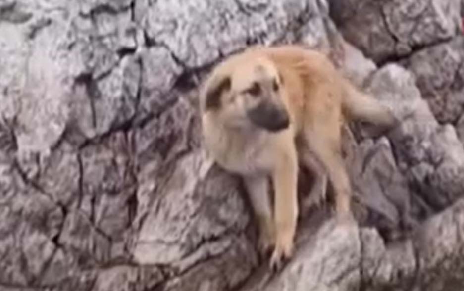 Ankara’nın Çamlıdere ilçesinde Çamlıdere Barajı’nda kayalıklarda mahsur kalan köpek, balık