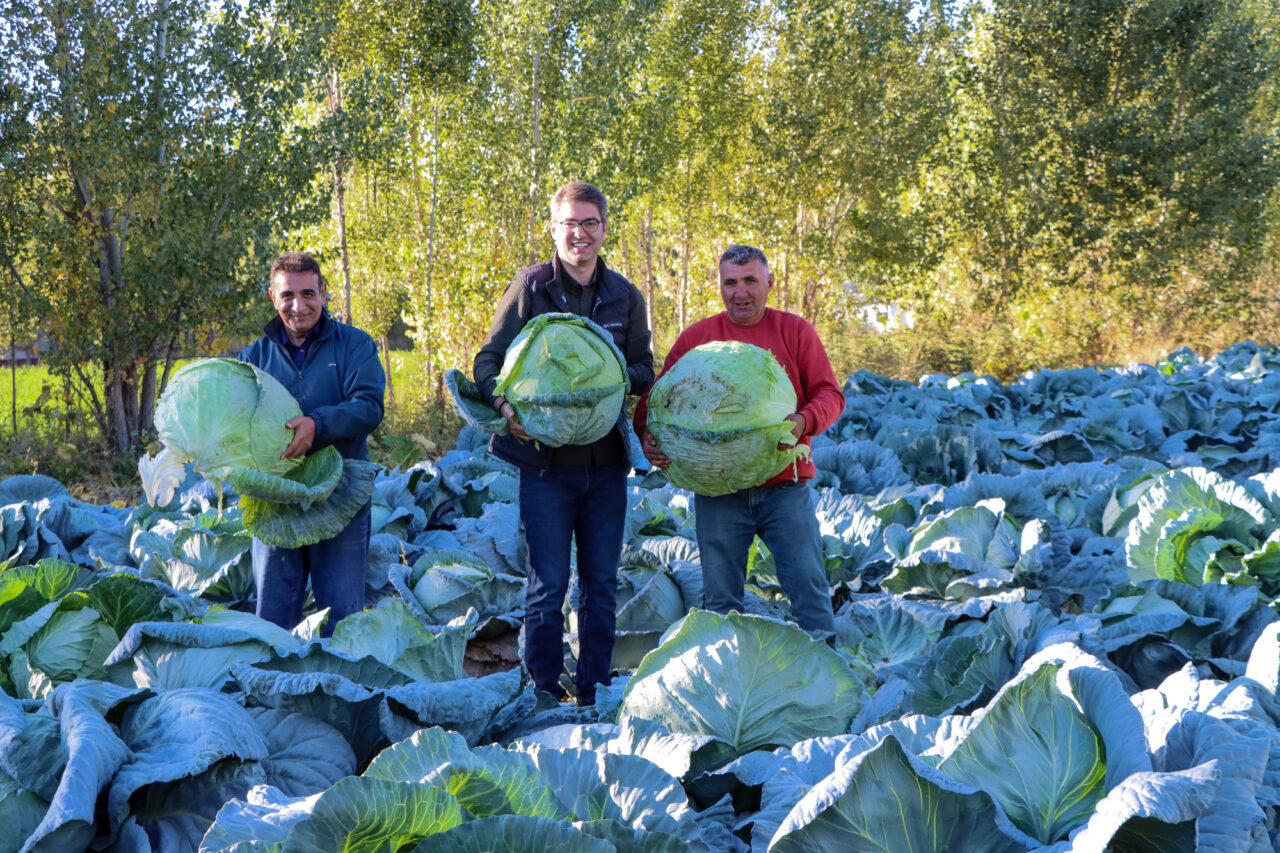 Van'ın Erciş ilçesinde coğrafi işaret belgeli olarak tescillenen "Erciş lahanası"nın