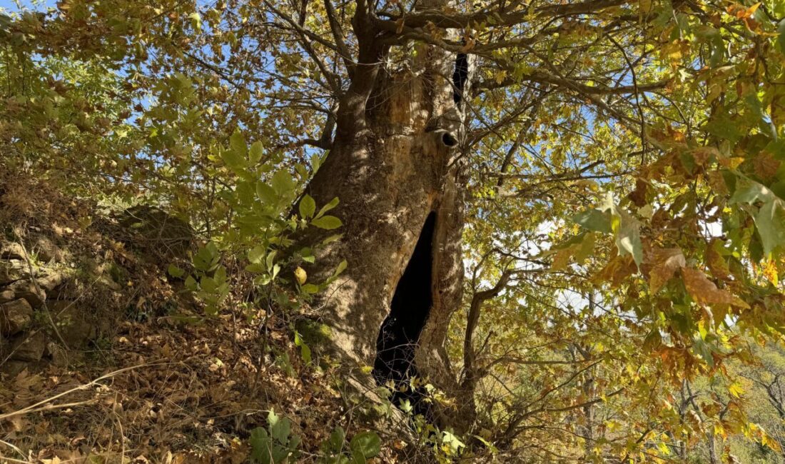 Aydın'ın Nazilli ilçesinde vatandaşlar, 12 metre genişliğindeki dev çınar ağacının