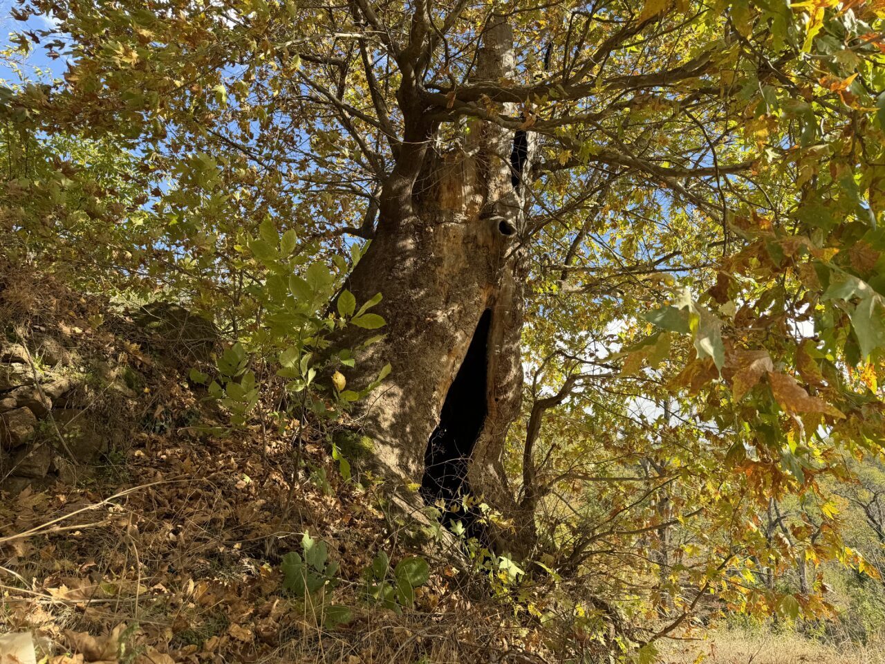 Aydın'ın Nazilli ilçesinde vatandaşlar, 12 metre genişliğindeki dev çınar ağacının