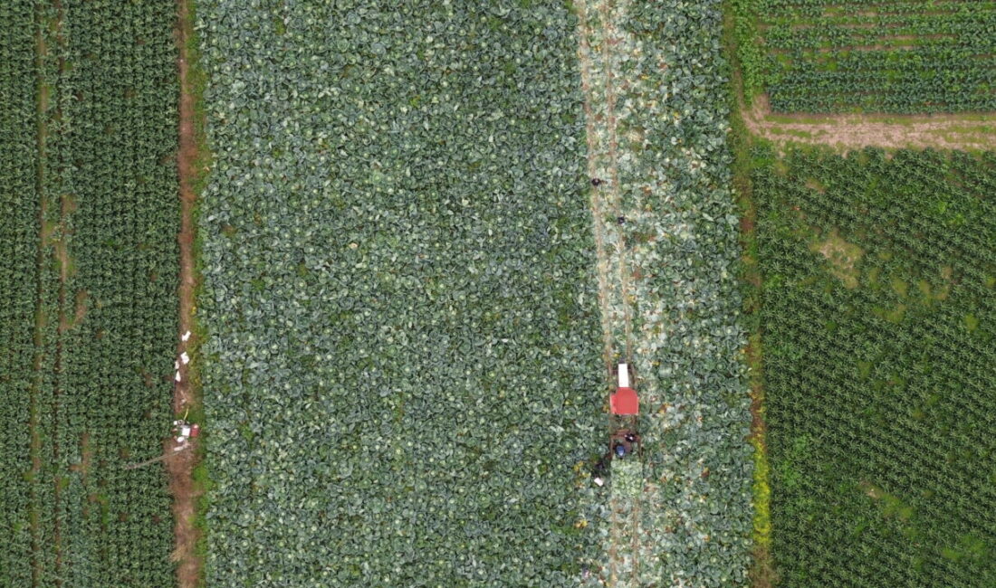  Samsun'un Bafra ilçesinde 25 bin dekar alana ekilen beyaz lahananın