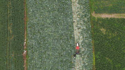  Samsun'un Bafra ilçesinde 25 bin dekar alana ekilen beyaz lahananın