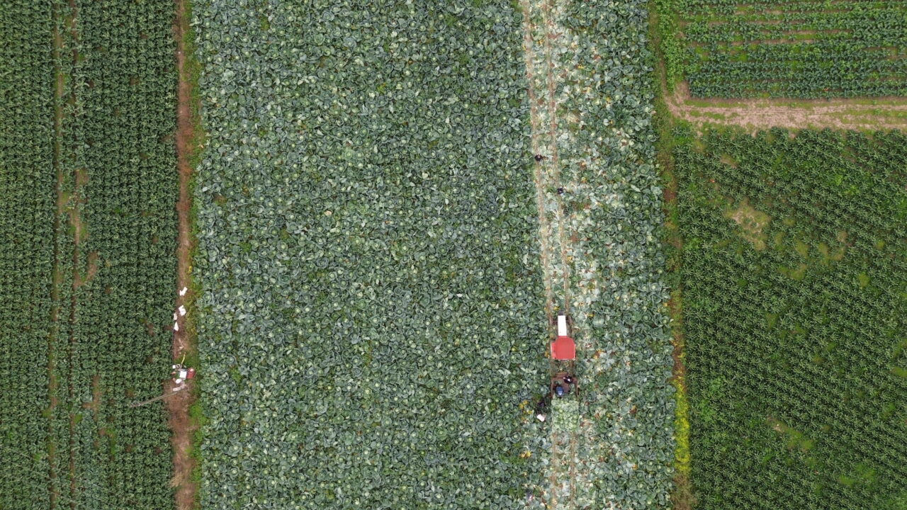  Samsun'un Bafra ilçesinde 25 bin dekar alana ekilen beyaz lahananın